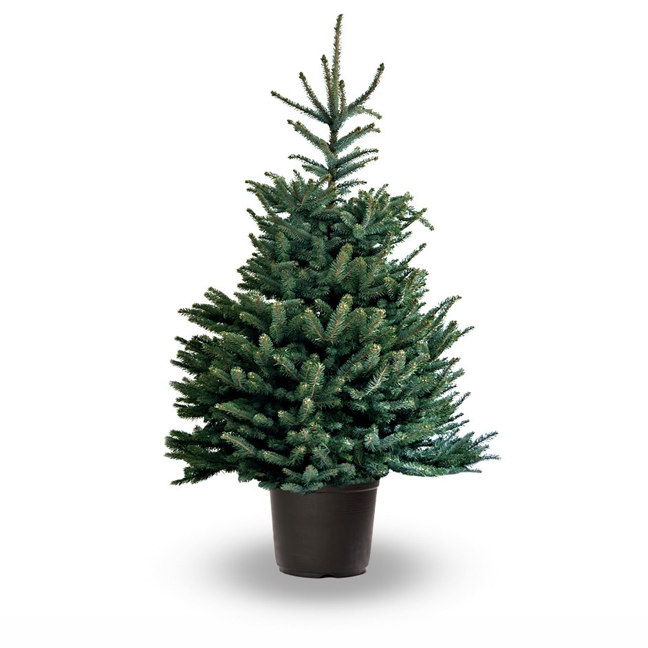 Abies Fraseri in pot