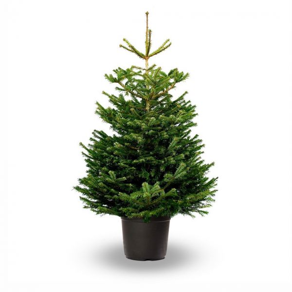 Abies Nordmann in pot